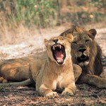 lion lion