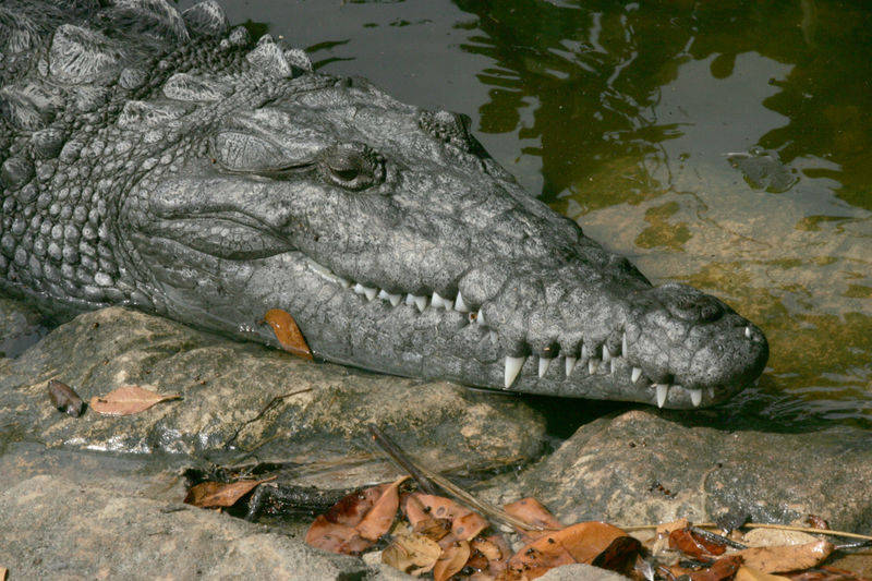 Everglades-Crocodile