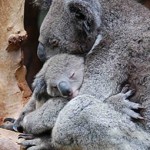 Breakfast with the Koalas